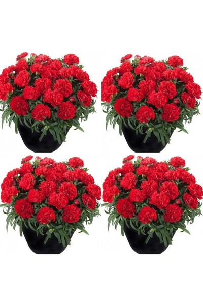 Bitkim Sende Videolu Canlı Kırmızı Kokulu 4 Adet Karanfil Çiçeği Fidanı 15-30cm Saksılı (CARNATİON)