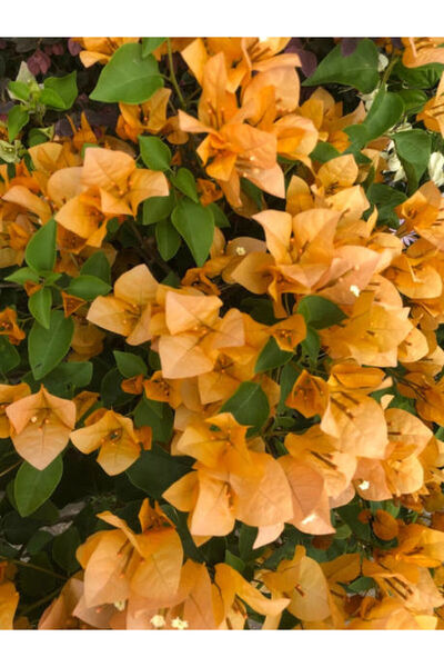 Bitkim Sende Videolu Turuncu Renkli 1 Adet Sarıcılı Begonvil Çiçeği Fidanı 80...