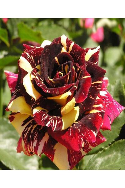 Bitkim Sende Videolu Çift Renk 1 Adet Sihirbaz Gül Fidanı 40-60cm Saksılı (WİZARD ROSE SAPLİNG)