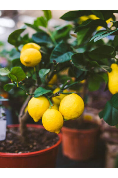 serada decor & plant Videolu Bol Sulu Limon Fidanı (80 100 CM) 1 Adet Tüplü I...