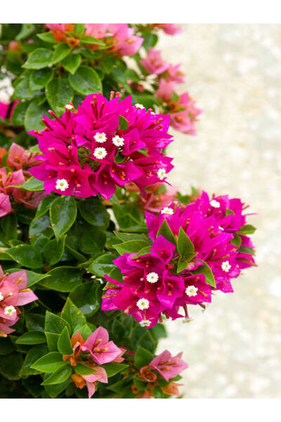 Bitkim Sende Videolu Pembe Bodur Begonvil Gelin Duvağı Çiçeği Fidanı 1 Adet S...