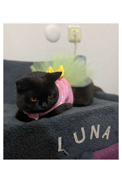 Gobo Pink Female Cat Dog Outfit Dress with Colorful Polka Dots and Yellow Bow Tie