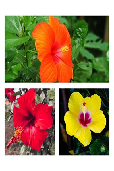 Bitkim Sende Videolu Japon Gülü Çiçeği Fidanı 3'lü Sarı Kırmızı Turuncu 40-60...