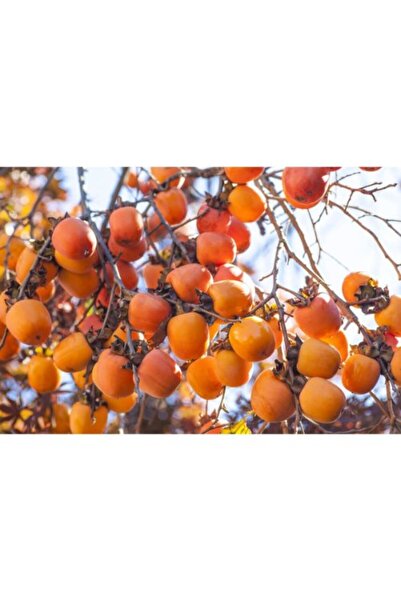 Fidan & Peyzaj - Yerli Trabzon Hurması Fidanı (2 Yaş / Açık Kök)