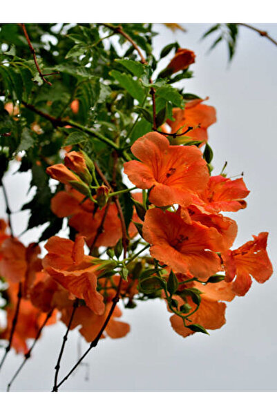 Bitkim Sende Videolu Turuncu Japon Gülü Çiçeği Fidanı 20-45 Cm Saksılı Çiçekl...