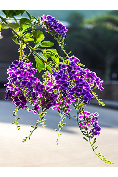 serada decor & plant Videolu Duranta Çalısı Ağaç Menekşesi Fidanı (35 40 CM)1 Adet Saksılı/tüplü Duranta Erecta