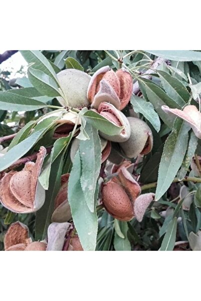 Fidan & Peyzaj - Makako Badem Fidanı (2 Yaş / Aşılı / Açık Kök)