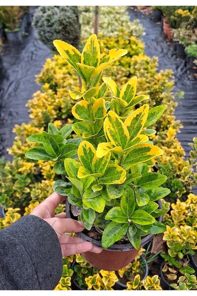 serada decor & plant Videolu Altuni Taflan Süs Bitkisi (10 20 CM)4 Adet Saksı...