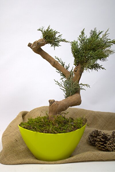 garden Moda Yapay Çiçek 35 Cm Bonsai Ağacı Saksıda Yapay Bitki Yapay Ağaç Dek...
