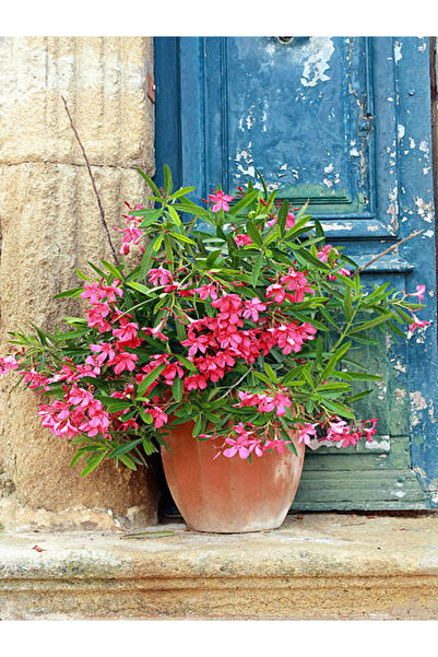 serada decor & plant Videolu Pembe Renkli Zakkum Çiçeği Fidanı (40 60CM) Adet...