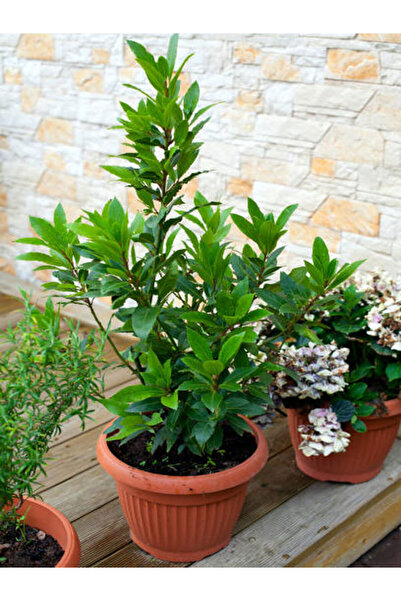 serada decor & plant Videolu Defne Ağacı Fidanı (60 100 CM) 1 Adet Saksılı Dış Mekan Ağacı Laurus Nobilis