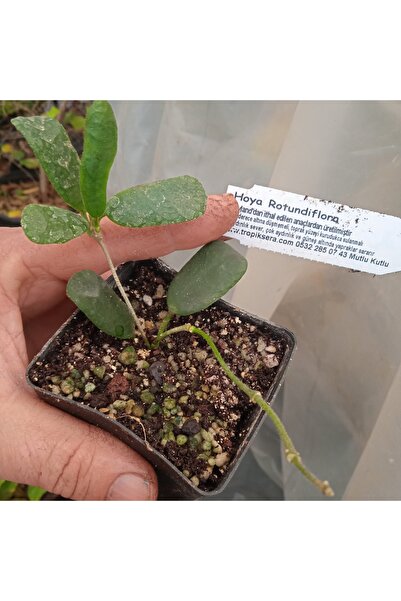 Antalya tropiksera Hoya Rotundiflora - Mum Çiçeği 10 Cm Boyda, Toprak Da Surg...