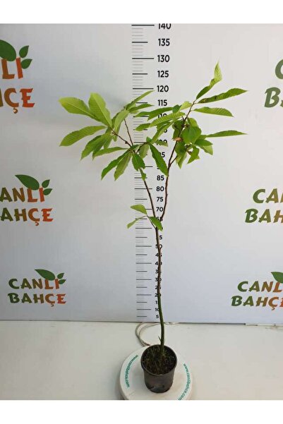 DH STORE Karadeniz KESTANE FİDANI