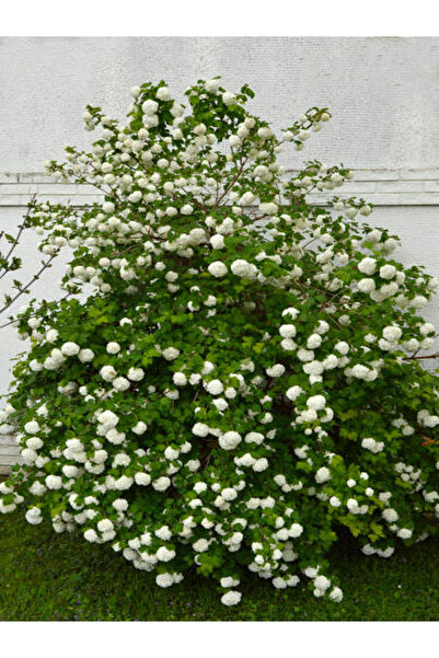 serada decor & plant Videolu Kartopu Ağacı Fidanı (6090 CM)1 Adet Saksılı Dış...
