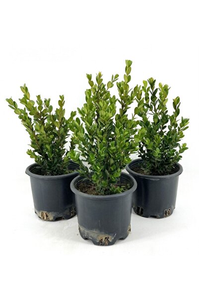 serada decor & plant Videolu Dekoratif Şimşir Fidanı (30 40 CM)3 Adet Saksılı...