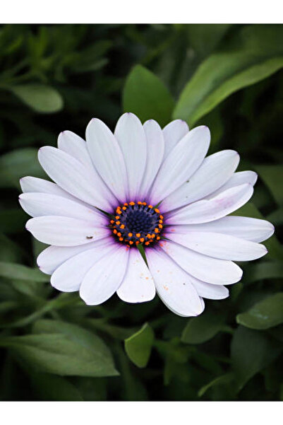 Bitkim Sende Videolu Hoş Kokulu Beyaz Bodrum Papatyası Çiçeği Fidanı 25-35 Cm...