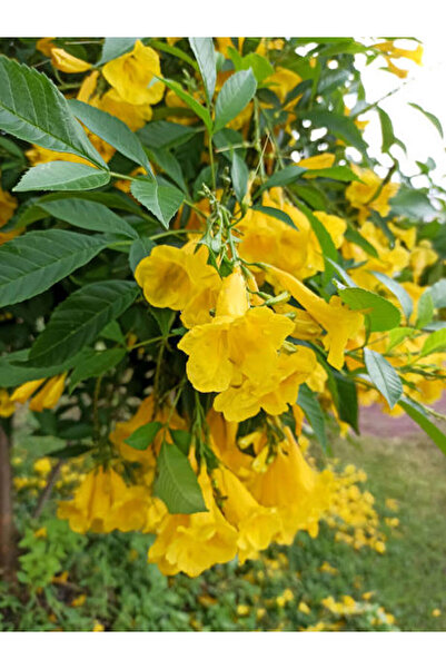 Bitkim Sende Videolu Sarı Renk Bodur Acem Borusu Çiçeği 1 Adet Saksılı 40-60cm Bahçe Bitkisi(CAMPSİS RADİCANS)