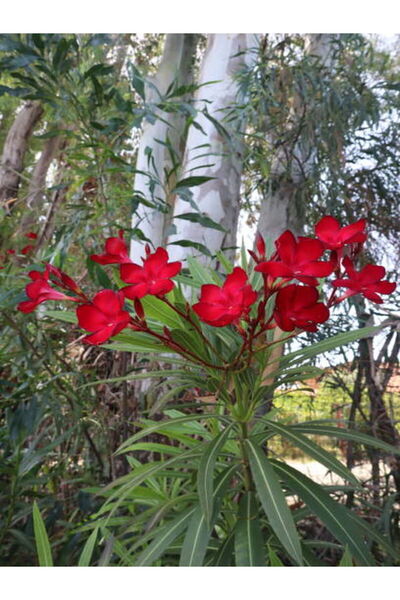 serada decor & plant Videolu Kırmızı Renkli Zakkum Çiçeği Fidanı (30 60 CM)1 Adet Saksılı Dış Mekan Ağaç Nerium Oleander