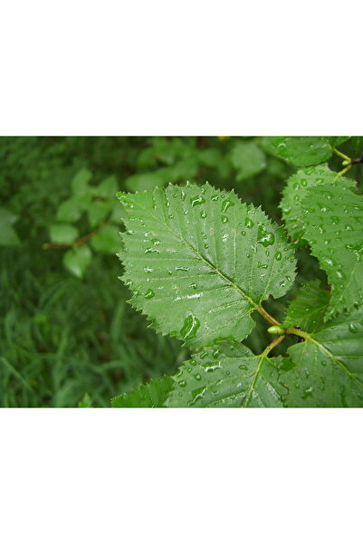 bahçevilya Huş Ağacı Fidanı (80 CM BOYLARINDA)