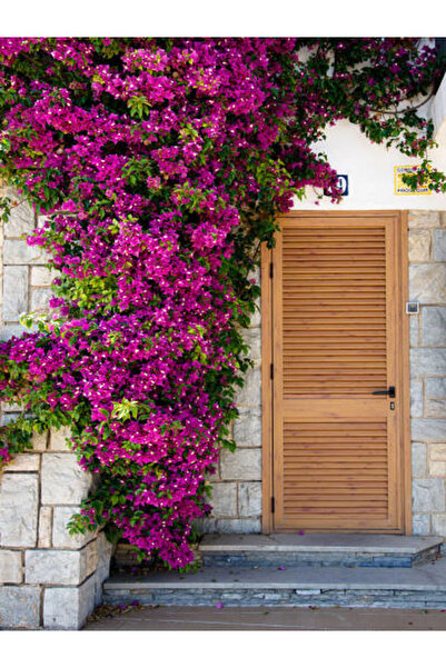 serada decor & plant Videolu Pembe Renkli Begonvil Çiçeği Fidanı (70 100CM)1 ...