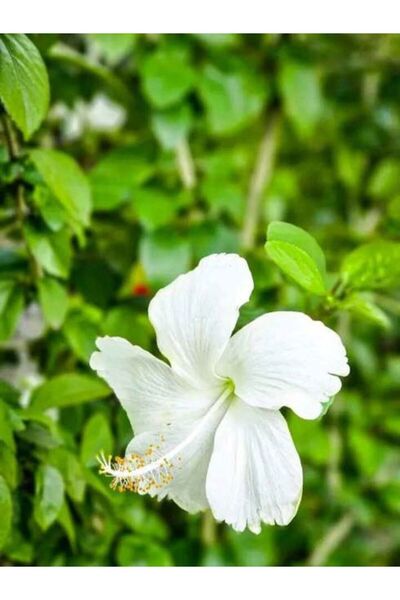 Bitkim Sende Videolu 1 Adet Beyaz Japon Gülü Çiçeği Fidanı 20-40 Cm Tüplü Çiç...