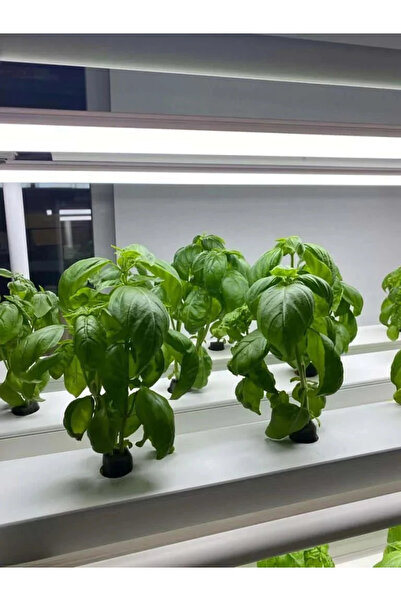 GüneyDoğuTopraksızTarımm Bitki Yetiştirme Led'i 120 Cm- Profesyonel Üretim