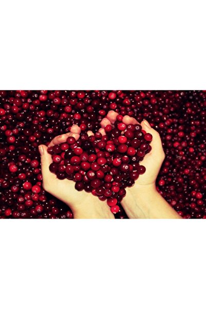 DH STORE Kızılcık Ağacı (Karadeniz Kızılcık Tüplü 50-80 cm)