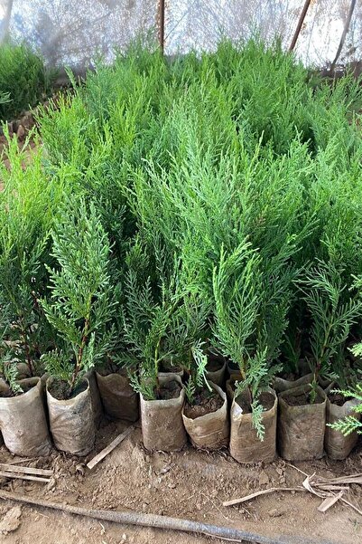 serada decor & plant Videolu Yeşil Yapraklı Leylandi Fidanı (10 25 CM)40 Adet...