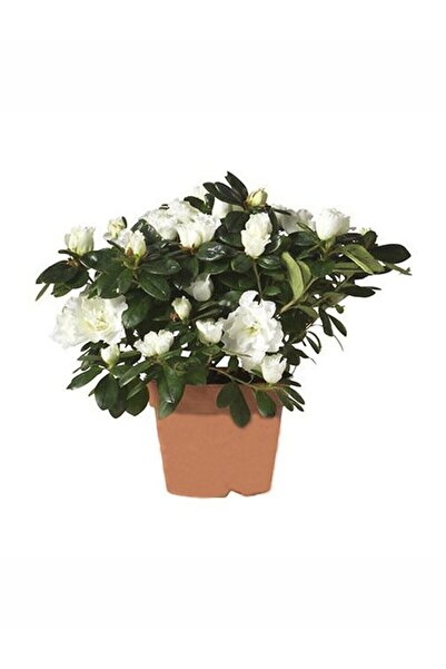 Bitkim Sende Videolu Beyaz Açelya Çiçeği Fidanı 20-40cm Saksılı Çiçekli Bodur...