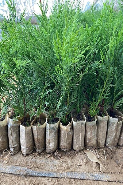 serada decor & plant Videolu Leylandi Çit Bitkisi (10 25 CM)10 Adet Tüplü Dış...