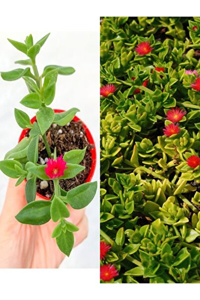 Bitkim Sende Videolu Pembe Buz Çiçeği 45 Adet Saksılı 5-10cm Mezar Kabir Yer ...