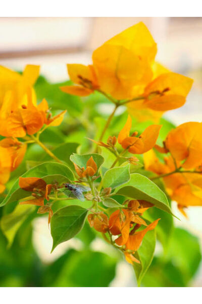 Bitkim Sende Videolu Turuncu Sarılıcı Begonvil Çiçeği Fidanı 90-120cm Saksılı...