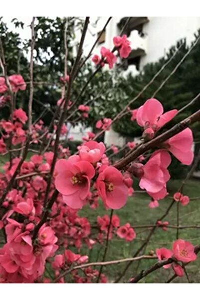 Bitkim Sende Videolu Pembe Bahar Dalı Çiçeği Fidanı 40-60 Cm Saksılı Çiçekli Bodur (SPRİNG BRANCH FLOWER)