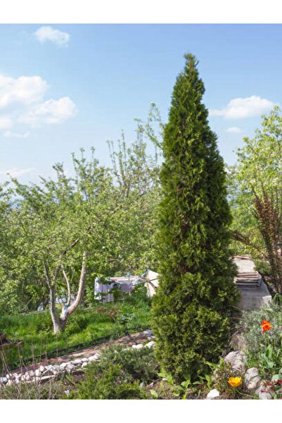 serada decor & plant Videolu Kara Servi Mezarlık Servisi (35 45CM)1 Adet Saks...