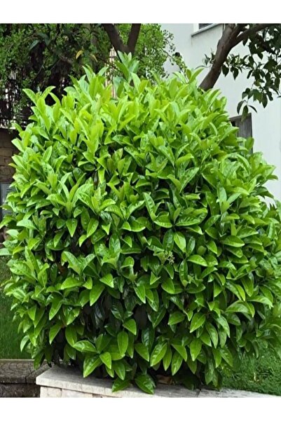 serada decor & plant Videolu Kartopu Çit Bitkisi (15 25 CM) 3 Adet Saksılı Dı...