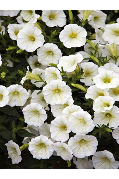 Bitkim Sende Videolu Beyaz Petunya Çiçeği 1 Adet Sarkaç Askılı 30-45cm Ters B...