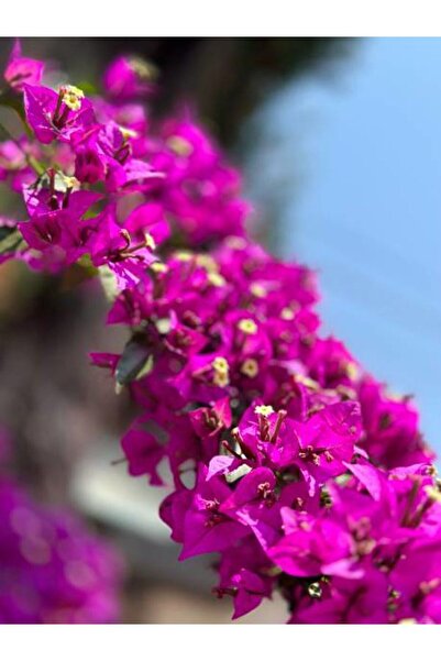 Bitkim Sende Videolu Fuşya Begonvil Çiçeği Fidesi 60-110 Saksılı Çiçekli Bodu...