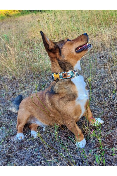 UTDpet Toco Köpek Boyun Tasması ve Gezdirme Sevk Kayış Seti (Fular hediyeli)