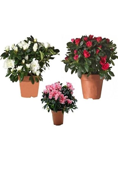 Bitkim Sende Videolu 3'lü Kırmızı Beyaz Pembe Açelya Çiçeği Fidanı 20-40cm Sa...