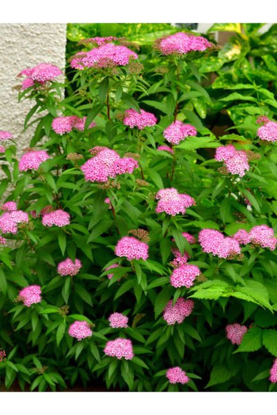 serada decor & plant Videolu Pembe Çiçekli Keçi Sakalı Ispirya Fidanı (60-80 ...