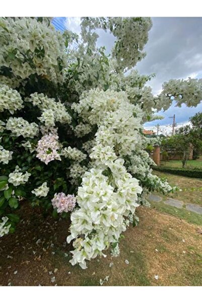 Bitkim Sende Videolu Beyaz Begonvil Sarmaşığı Çiçeği Fidanı 30-50 Cm Saksılı Çiçekli Bodur (white Bougainvillea )