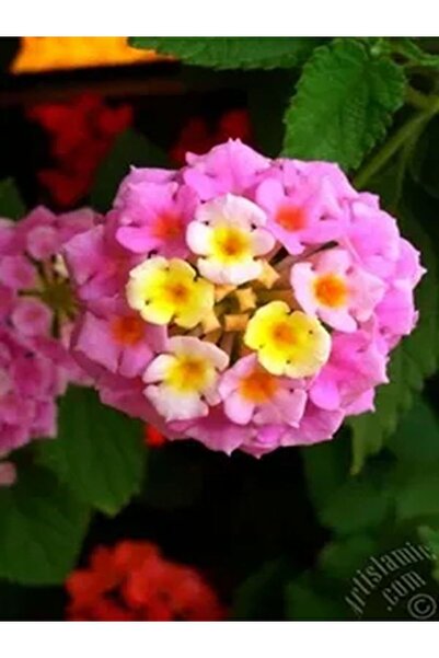 Bitkim Sende Videolu 1 Adet Çalı Minesi Sarı/pembe Çiçeği Fidanı 15-25 Cm Sak...