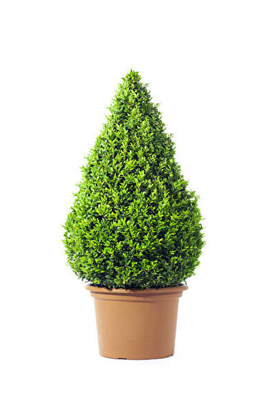 serada decor & plant Videolu Dekoratif Bitkisi Şimşir (20 40 CM)1 Adet Saksıl...
