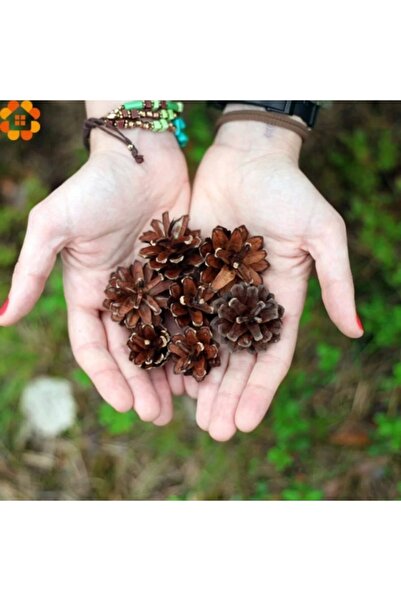 Alux Στολίδι κώνου 6 τεμαχίων, Στολίδι από ξύλο πεύκου, Κώνος Πρωτοχρονιάτικο...