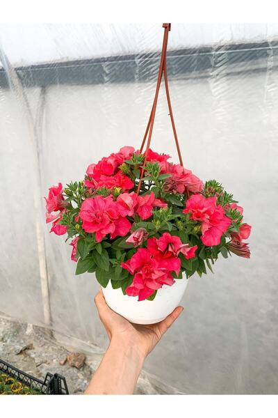 Bitkim Sende Videolu Katlı Kırmızı Petunya Çiçeği 1 Adet Sarkaç Askılı 30-45c...