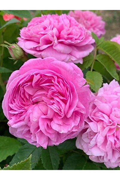 serada decor & plant Videolu Isparta Gülü Yoğun Kokulu Pembe Renkli Reçellik (30 60 Cm)1 Adet Tüplü Aşılı Gül Pink Rose