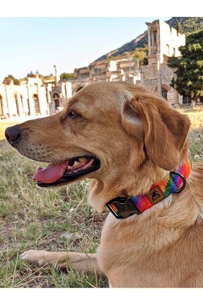 UTDpet Rainbow Dog Neck Collar and Travel Transport Strap Set (with Scarf Gift)