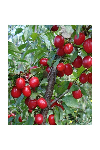 Cranberry Tree Seedling Tube 70-80 Cm Plentiful Fruit