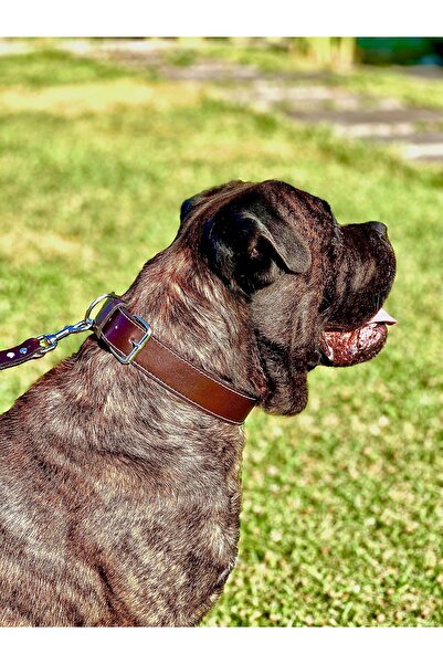 TB Leather Deri Köpek Tasması - Sağlamlık Garantili - Bitkisel Tabaklanmış Deri Dikişli Boyun Tasma - Büyük Irk