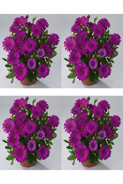 Bitkim Sende Videolu Koyu Mor Bodrum Papatyası Çiçeği 4 Adet Saksılı 20-40cm ...